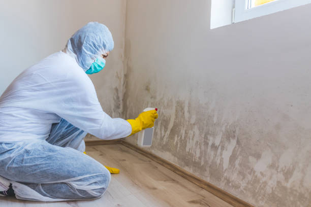 Licensed Mold Remediation service in Washington, PA - WQB Mold Removal